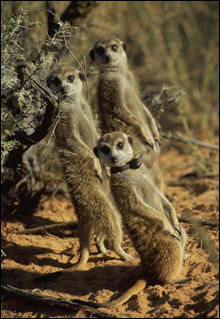 061020_meerkats_main